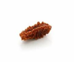 Rudraksha Benefits at Ratna Kripa - Jaipur